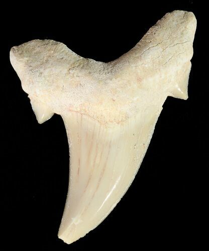 Otodus Shark Tooth Fossil - Eocene #67254